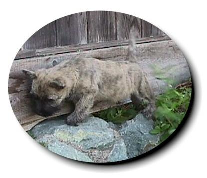 WLboy.jpg (22128 bytes)